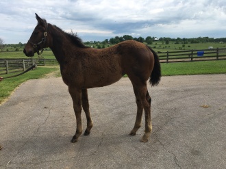 Terri's Pass 2020 foal by Ransom the Moon